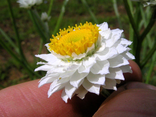 White Winged Everlasting Seeds