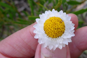 White Winged Everlasting Seeds