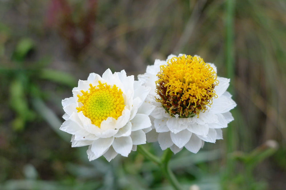 White Winged Everlasting Seeds
