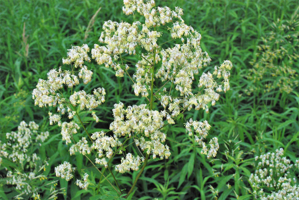 Purple Meadow Rue Seeds