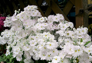 Fairy Primrose Seeds