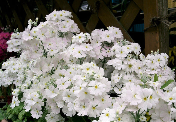 Fairy Primrose Seeds
