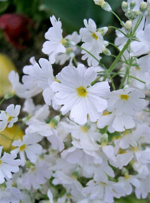Fairy Primrose Seeds