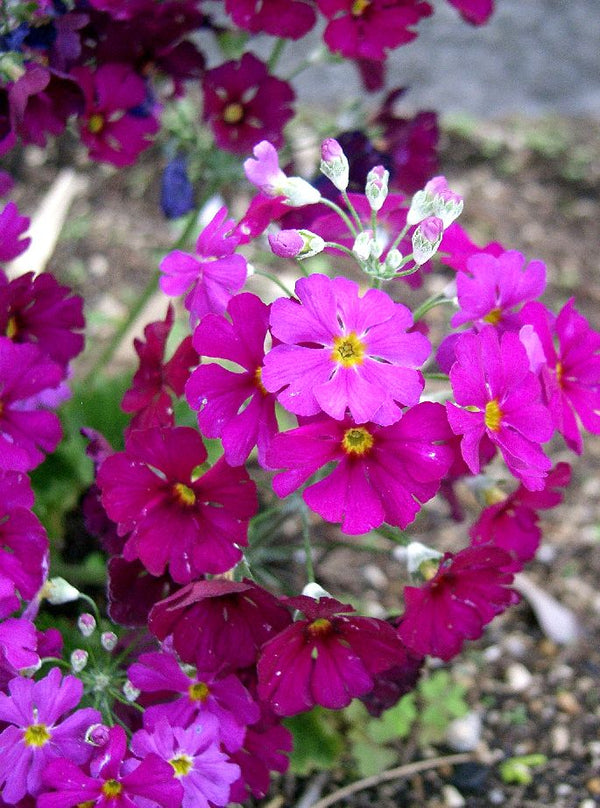 Fairy Primrose Seeds