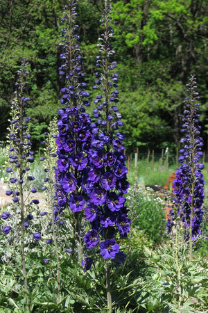 Black Knight Pacific Giant Delphinium Seeds