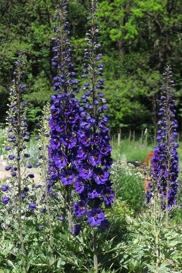 Black Knight Pacific Giant Delphinium Seeds