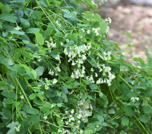 Purple Meadow Rue Seeds