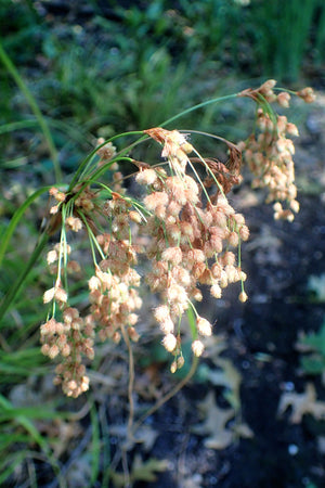 Woolgrass Seeds