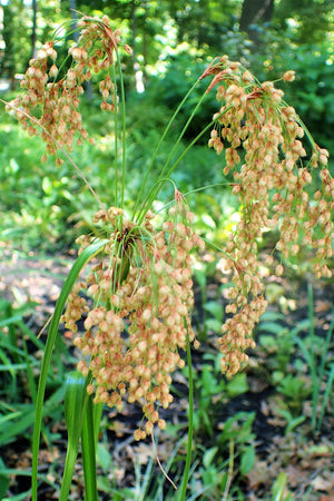 Woolgrass Seeds