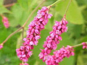 Kiss Me Over The Garden Gate Amaranthus Seeds