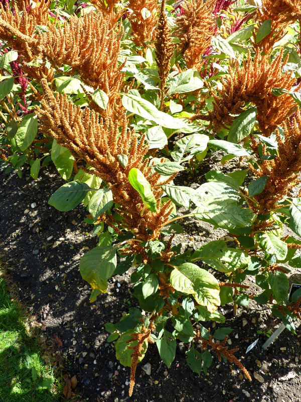 Hot Biscuits Amaranthus Seeds - Certified Organic