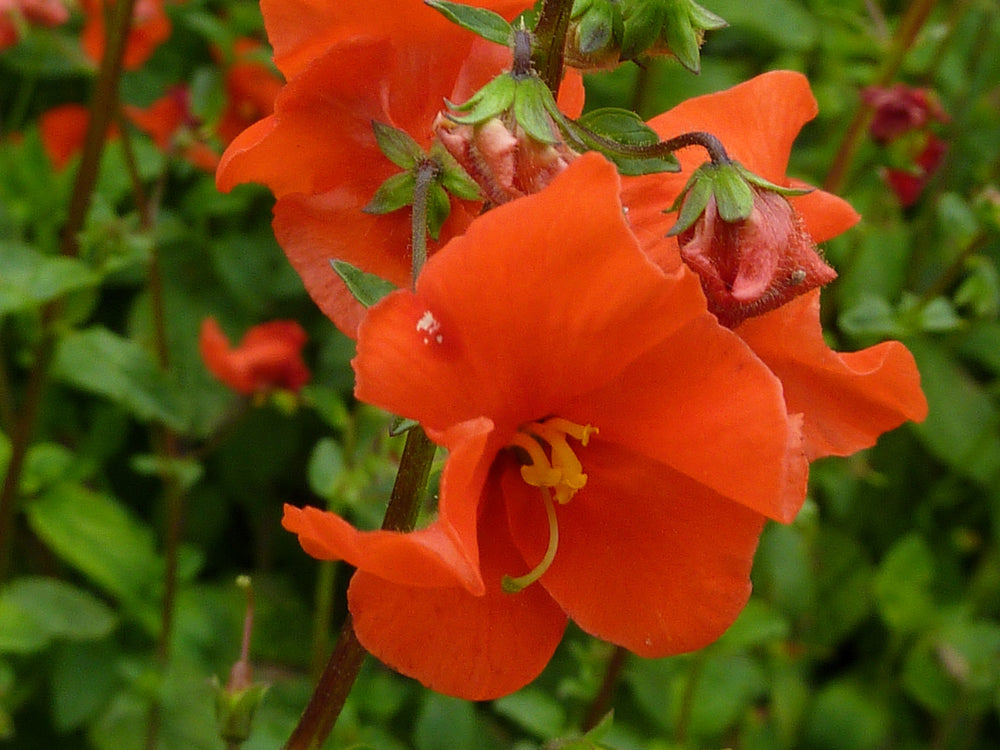 Scarlet Mask Flower Hummingbird Plant Seeds