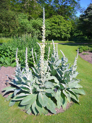 White Blush Verbascum Seeds