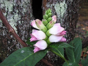 Turtlehead Seeds