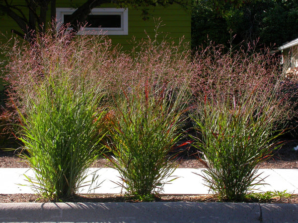 Switch Grass Seeds