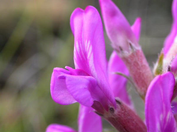 Purple Locoweed Seeds