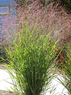 Switch Grass Seeds
