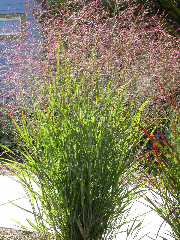 Switch Grass Seeds