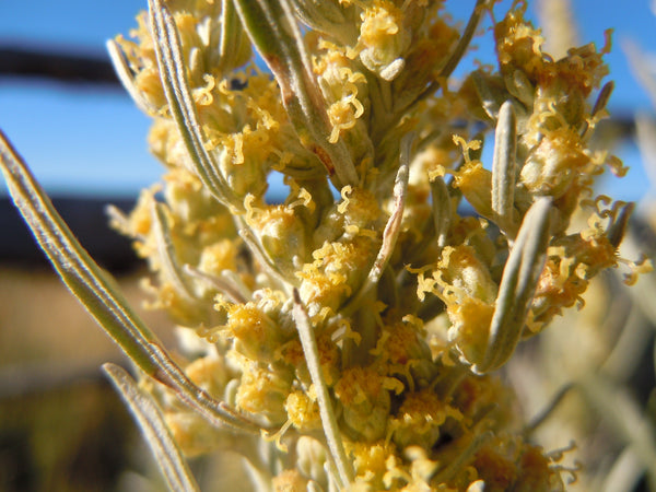 Silver Sagebrush Seeds
