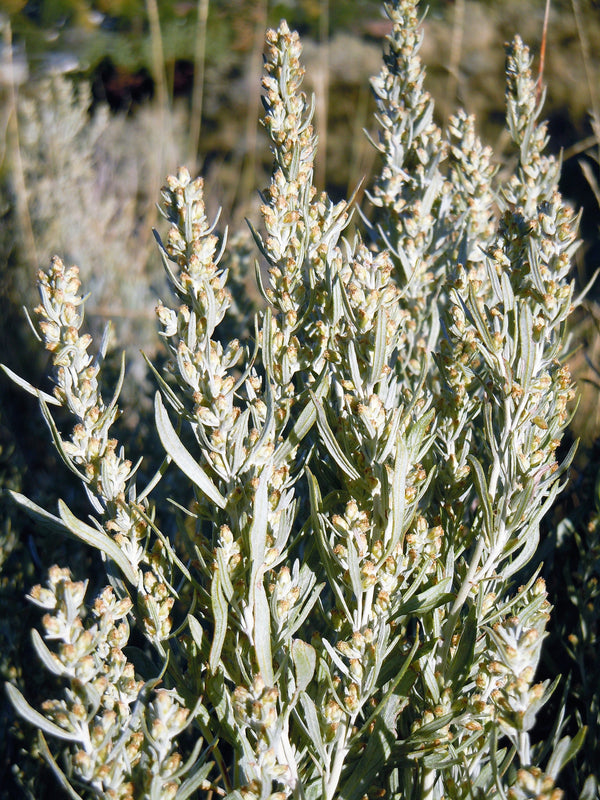 Silver Sagebrush Seeds