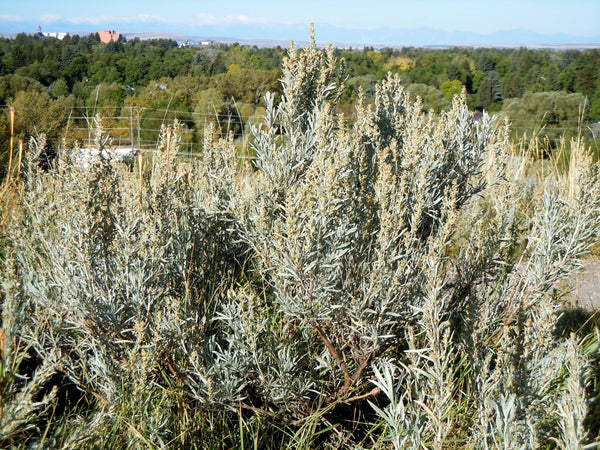 Silver Sagebrush Seeds