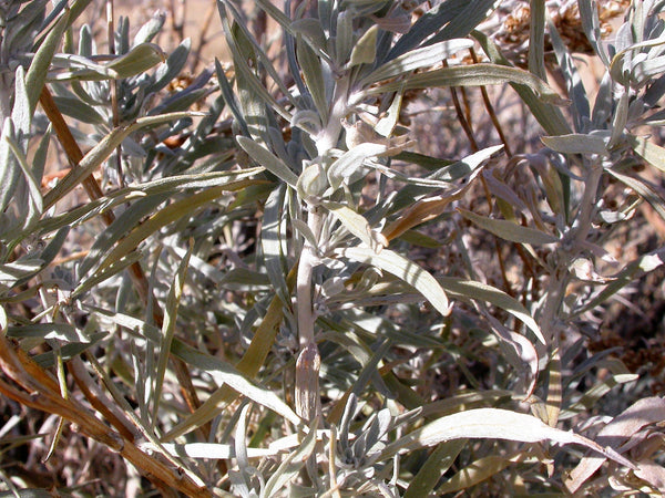 Silver Sagebrush Seeds