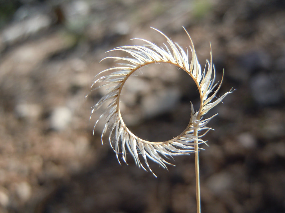 Blue Grama Grass Seeds