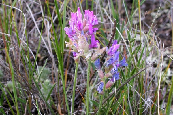 Purple Locoweed Seeds