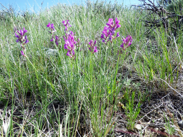 Purple Locoweed Seeds