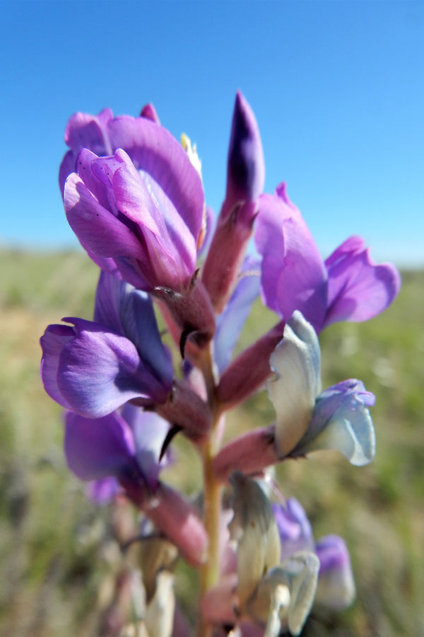 Purple Locoweed Seeds