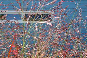 Switch Grass Seeds