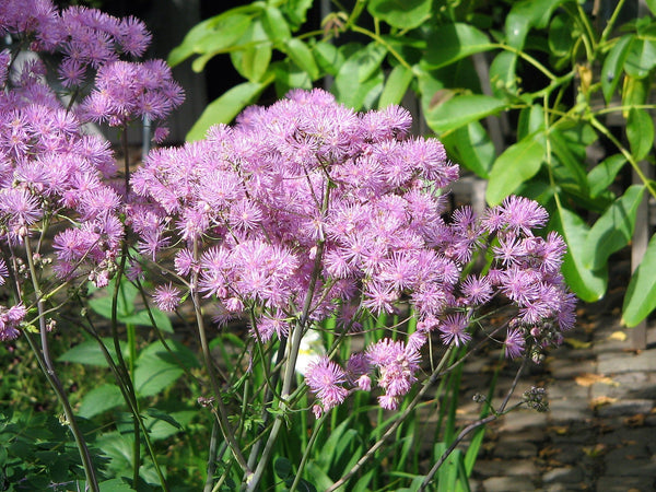 Columbine Meadow Rue Seeds