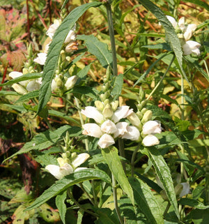 Turtlehead Seeds