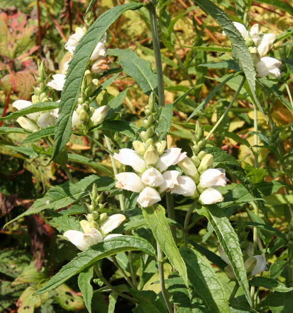Turtlehead Seeds