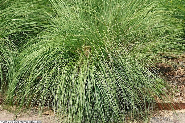 Prairie Dropseed Grass Seeds