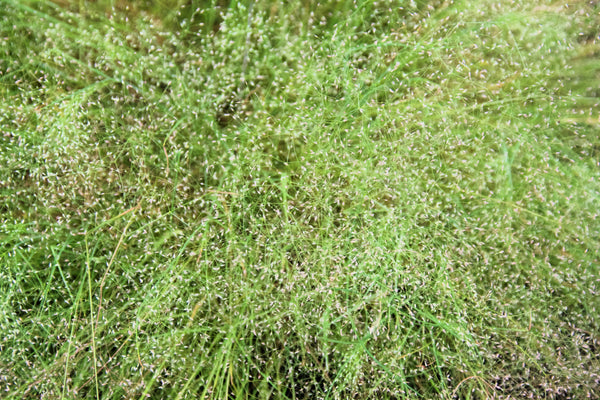 Cloud Grass Seeds