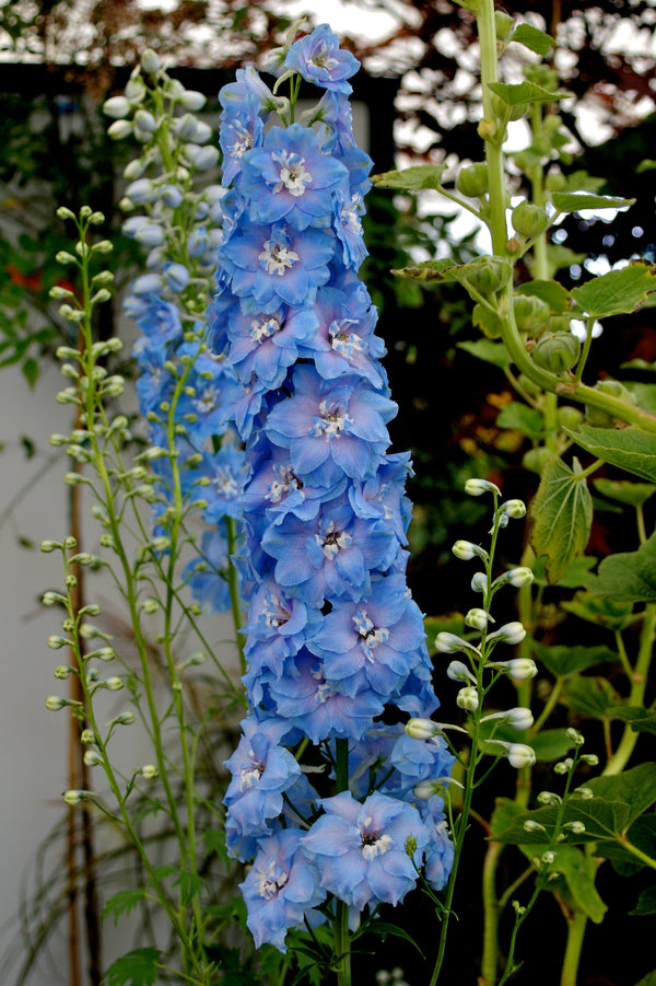 Rocket Larkspur Delphinium Seeds
