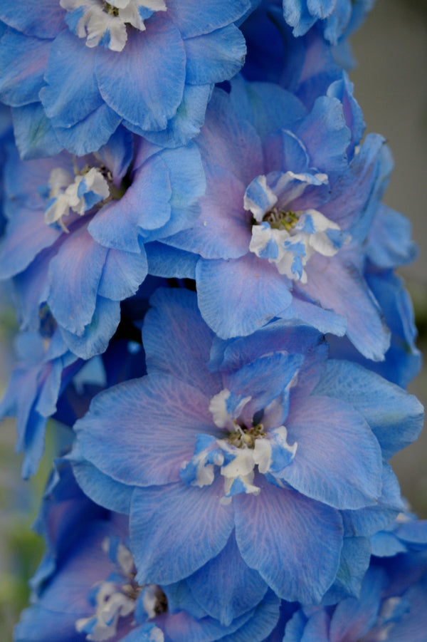 Rocket Larkspur Delphinium Seeds