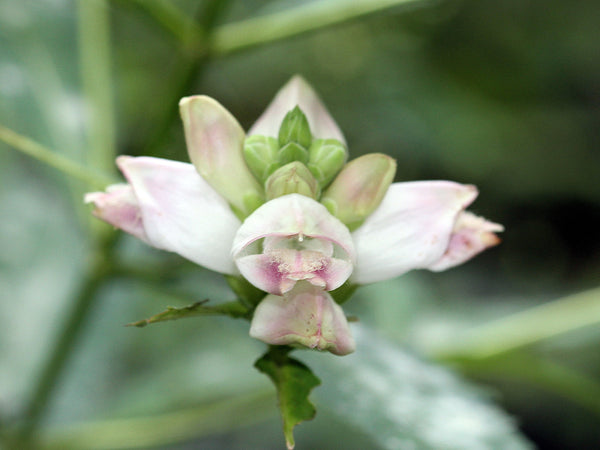 Turtlehead Seeds
