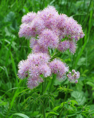 Columbine Meadow Rue Seeds