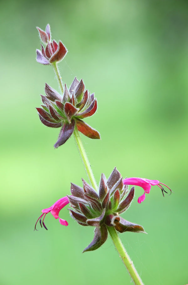 Hummingbird Sage Seeds - Certified Organic