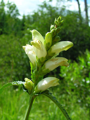 Turtlehead Seeds