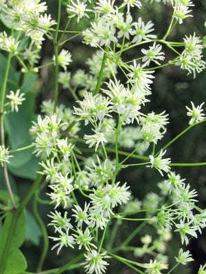 Purple Meadow Rue Seeds