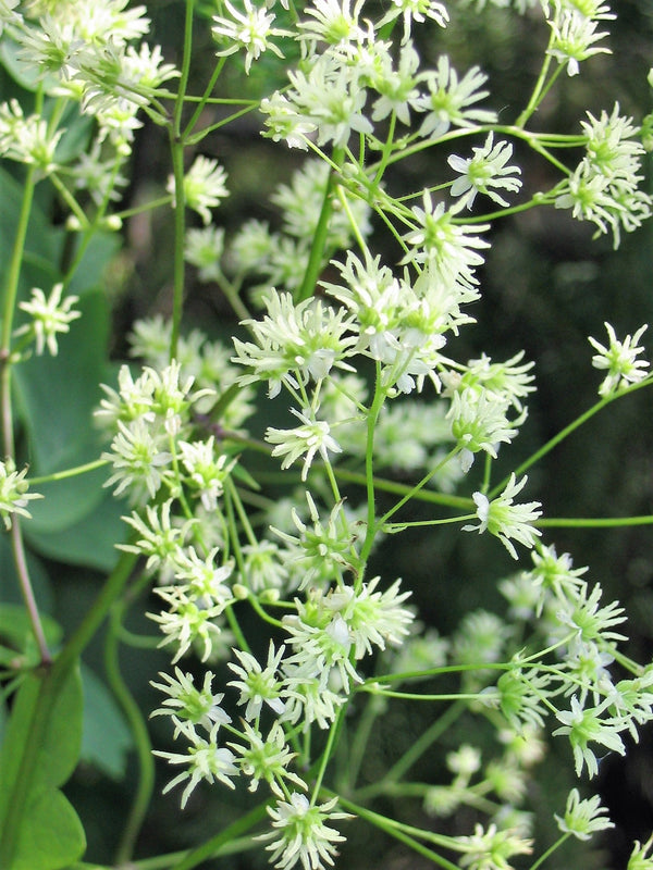 Purple Meadow Rue Seeds