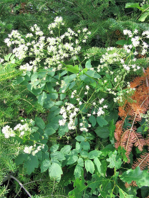 Purple Meadow Rue Seeds