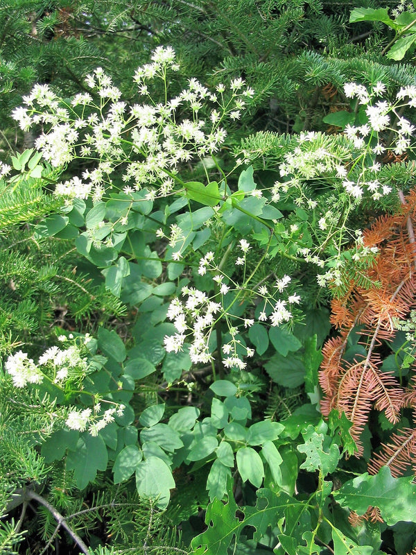 Purple Meadow Rue Seeds