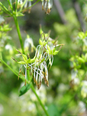 Purple Meadow Rue Seeds