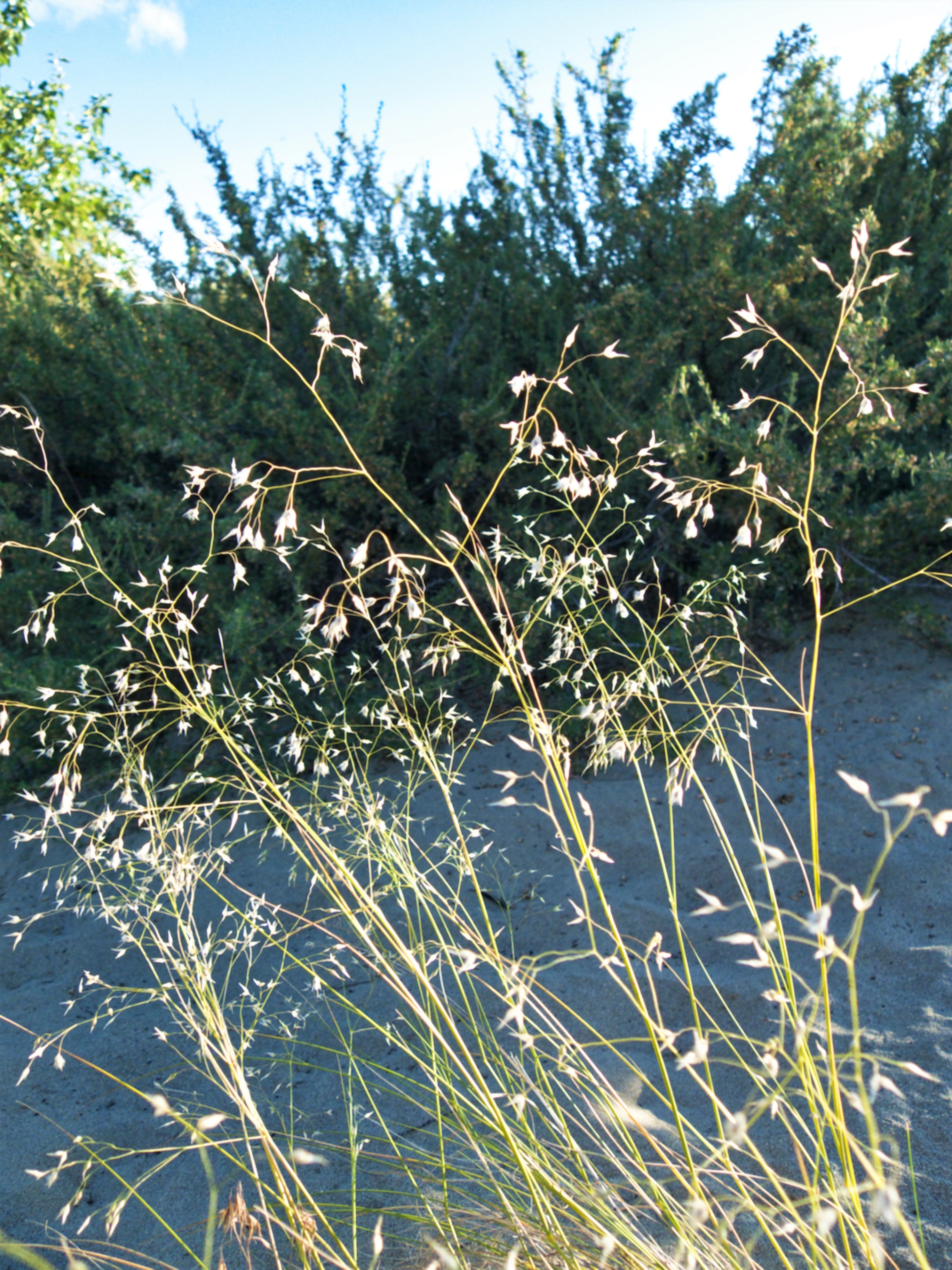 Indian Ricegrass 'Nezpar' Seeds