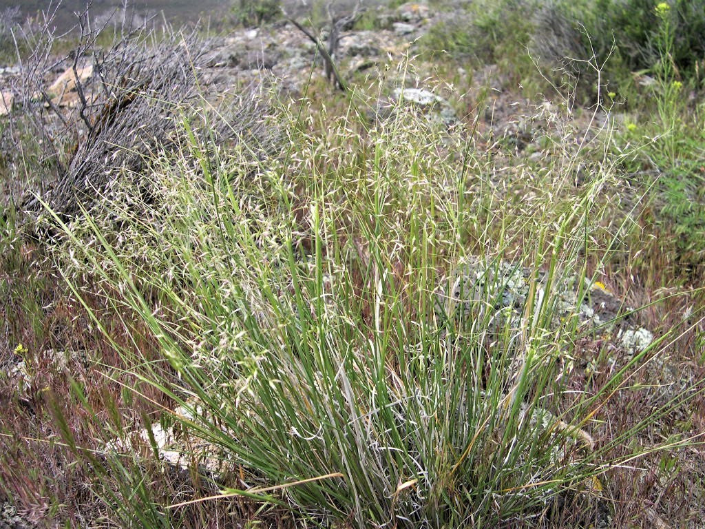 Indian Ricegrass 'Nezpar' Seeds