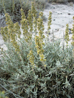 Silver Sagebrush Seeds